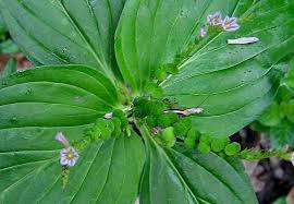 Image result for Spigelia anthelmia