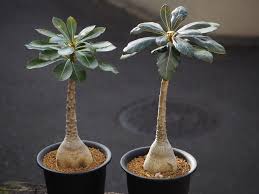 アデニウムの育て方 植え替えや種まきの時期は Greensnap グリーンスナップ