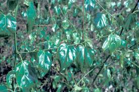 Image result for Colubrina asiatica