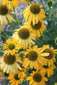 Prickly plants like globe thistle, globe artichoke (above), and cardoon resist deer and are tremendous attractors of bees, when in flower. Pin By Vince Mcdermott On Echinacea Yellow Flowering Plants Echinacea Deer Resistant Plants