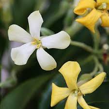 Hymenosporum Flavum The Native Frangipani In 2020 Trees To Plant Beautiful Flowers Frangipani