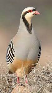 الطقس في عين الحجل اليوم و غدا و الأسبوع. Ø¹Ø´Ø§Ù‚ Ø·ÙŠÙˆØ± Ø§Ù„Ø­Ø¬Ù„ Posts Facebook