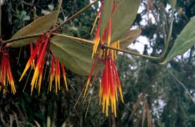 Image result for Plicosepalus amplexicaulis