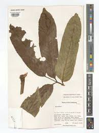 Image result for Astropanax polysciadius