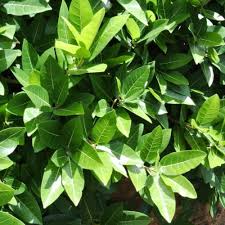 Image result for Ficus ingens