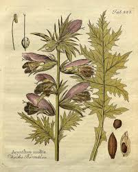 Acanthus Mollis L Acanthus Botanical Illustration Acanthus Leaf