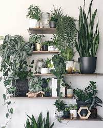 Pin On Plants Inspiration