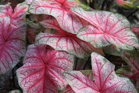 Glowing Heart Caladium Hybridized Developed And Only Available Through Spaulding Bulb Farm Garden Gardening Ideas Tropical Plants Fairy Folhagem Arranjos
