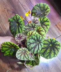 Image result for Begonia quadrialata