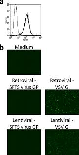 Check spelling or type a new query. Efficient Functional Screening Of A Cellular Cdna Library To Identify Severe Fever With Thrombocytopenia Syndrome Virus Entry Factors Scientific Reports