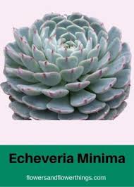 We did not find results for: 900 Ideas De Echeveria En 2021 Suculentas Plantas Plantas Suculentas