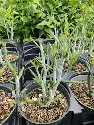 Image result for Kleinia