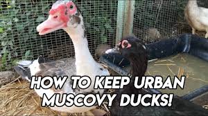 You'll see them eat some grass and other greens (yes! How To Keep Urban Muscovy Ducks Ep209 Youtube