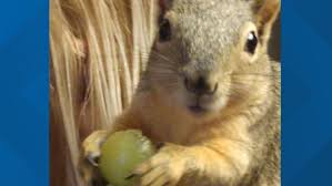 Boise Couple Finds Pair Of Baby Squirrels In Their Backyard Nurses Them Back To Health Ktvb Com