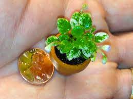 Maybe you would like to learn more about one of these? World S Smallest African Violet With Buds Flowers This Is A Newly Propagated Micro Miniature Afr African Violets African Violets Plants Horticulture Therapy