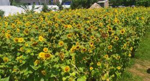 Besar, biasanya berwarna kuning terang. Musim Semi Saatnya Datang Ke Kebun Bunga Matahari Ini