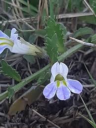 Image result for Lobelia thermalis