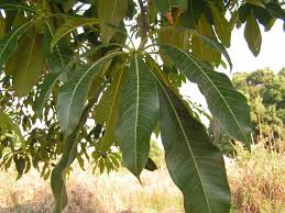 Image result for Rauvolfia afra