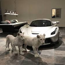 picdump 349 77 animals super cars cute animals