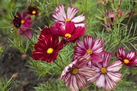 We did not find results for: Cosmea Garden Cosmos Mygarden Com