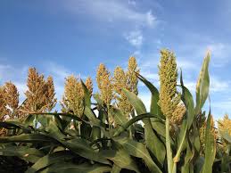 Image result for Sorghum