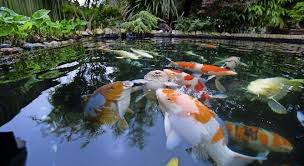 Films en vf ou vostfr et bien sûr en hd. Pin By Magnum 818 On Decorative Ponds Ponds For Small Gardens Pond Pond Aerator