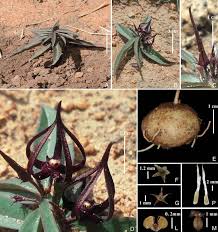 Image result for Brachystelma