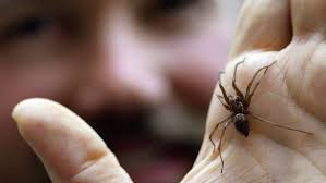 Image result for große winkelspinne biss haut reaktion
