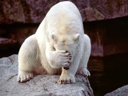 Embarrassed Polar Bear Animals India Animals Funny Bear Polar Bear Funny Polar Bear Funny Animals Animals Beautiful