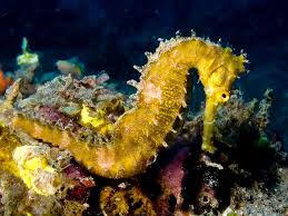 Benarkah kuda laut jantan lahirkan anak,alam mengembang jadi guru: File Hippocampus Hystrix Spiny Seahorse Yellow Jpg Wikimedia Commons