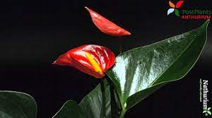 Anthurium Rood Timelapse Youtube