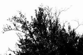Bush Silhouette Arvore Desenho Desenho Arvores