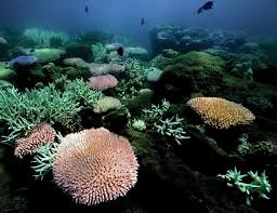 Coral reefs are one of the world's most beautiful habitats. Population Genetics Of The Coral Acropora Millepora Toward Genomic Prediction Of Bleaching Science