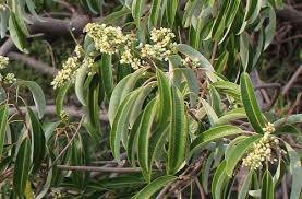 Image result for Ozoroa nitida