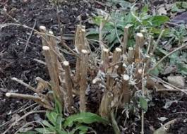 Butterfly Bush Varieties With Pictures How To Care For It