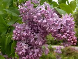 Free shipping on orders over $99.99—buy trees online with garden goods direct® today! Lilac Bushes How To Grow Care For Lilac Flowers Garden Design