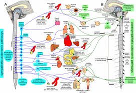 Autonomic Nervous System A P 1 2