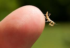 With over 2,200 species throughout the world, the praying mantis is a camouflage expert. Keeping Praying Mantis As Pets Keeping Exotic Pets