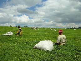 There is no other green like it. Kenyan Tea Workers Strike Of 2007 Wikipedia
