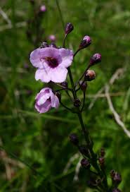 Image result for Sopubia mannii