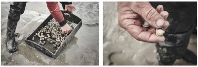 Prix au kilo vs prix au conteneur shredding. Pecheur De Coques En Normandie Reportage 180 C