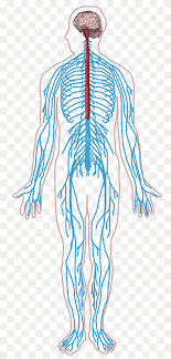 It translates nervous system signals into activating or inhibiting hormones that it sends to the pituitary gland. Inner Ear Diagram Outer Ear Hearing Ears Hand People Cartoon Png Pngwing