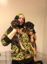 Check spelling or type a new query. Billie Eilish Gets Puppy Delivery Before Raleigh Nc Concert Raleigh News Observer