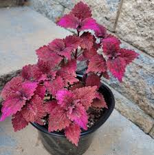 Image result for Coleus
