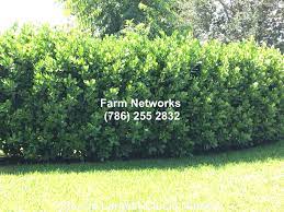 Clusia Guttifera Hedge Clusia Hedges Hedging Plants