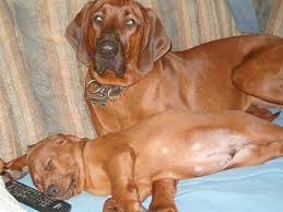 Redbone Coonhound Dog Breed Information And Pictures