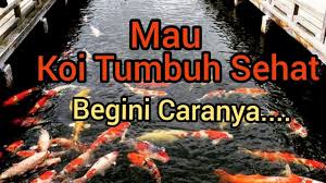 Cara Membuat Kolam Koi Tetap Jernih Di Tengah Kota Youtube