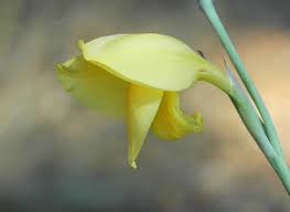 Image result for Gladiolus dalenii