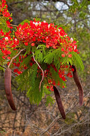 Image result for Delonix