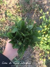 La pianta delle cime di rapa (brassica rapa sylvestris) fa parte delle famiglie delle crucifere o brassicacee, la stessa di cavoli e broccoletti. Ogni Riccio Un Pasticcio Blog Di Cucina Cime Di Rapa Selvatiche Come Riconoscerle Come Raccoglierle E Come Cucinarle La Frittata